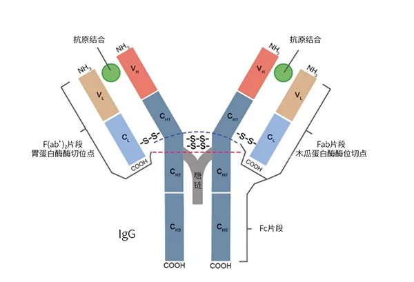 抗体纯化 丨博格隆（Bestchrom）官网