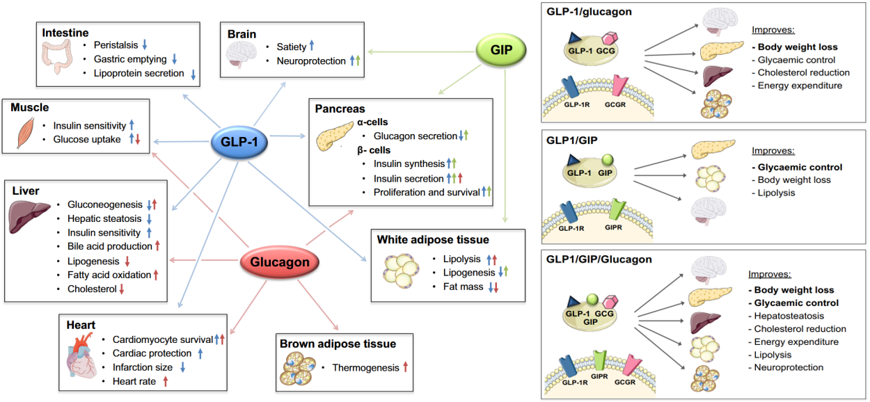 GLP-1纯化-3