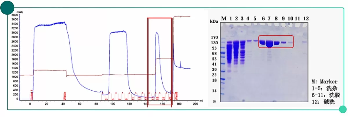MMC for collagen purification-03