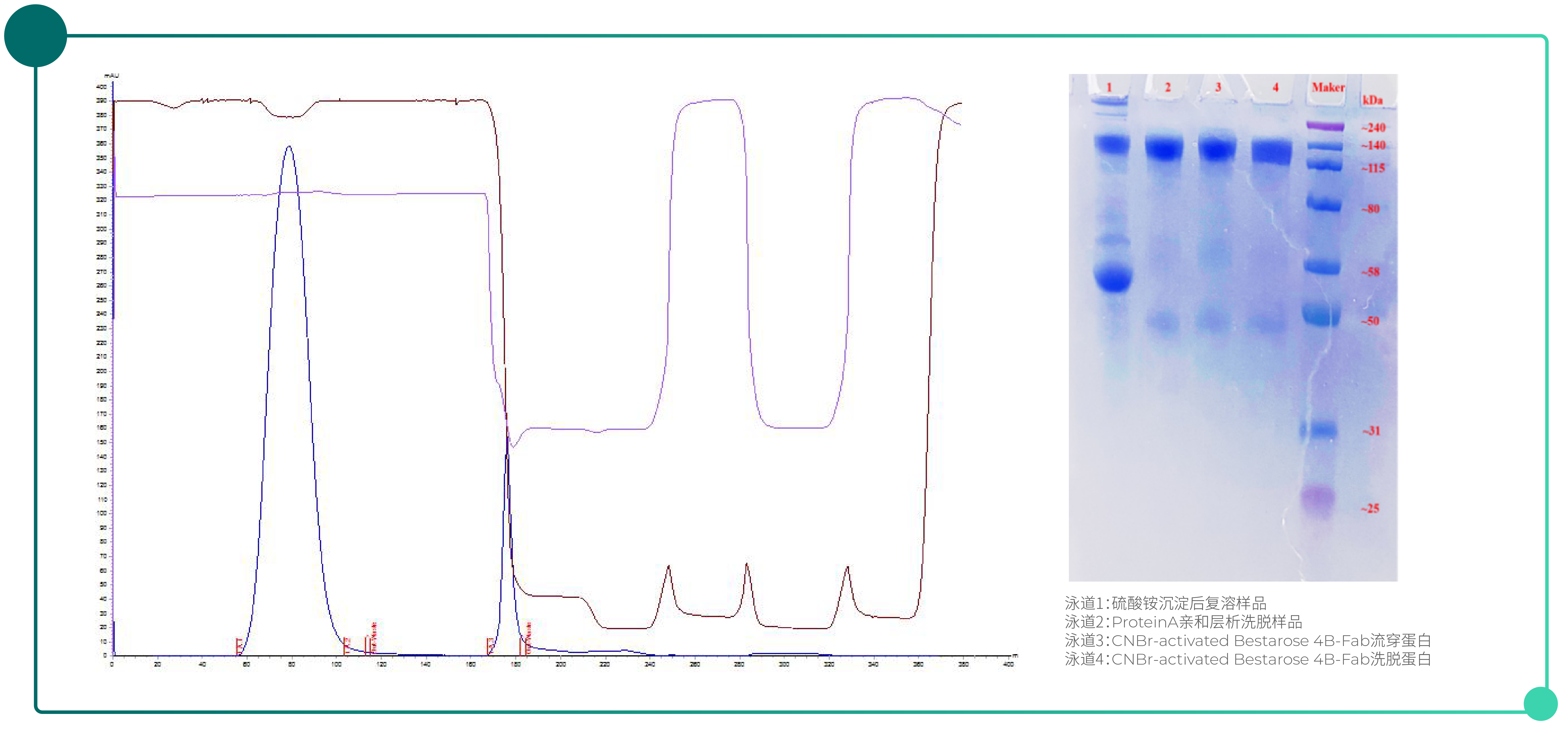 Pre-activated chromatography resin-pic-02