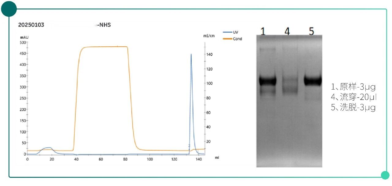 Pre-activated chromatography resin-pic-03